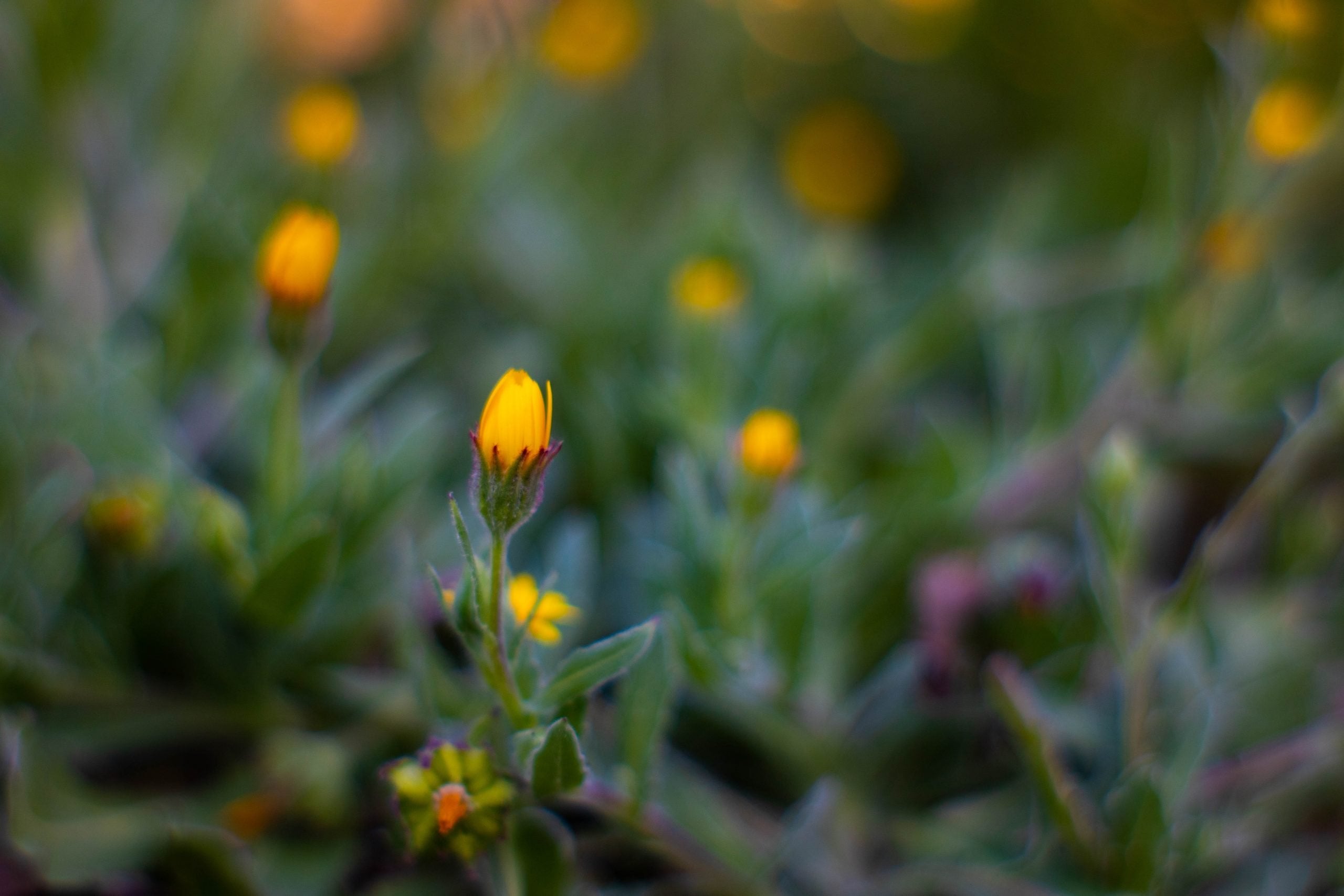 What Is Tribulus Terrestris How Does It Work?